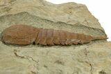 Soft-Bodied Fossil Aglaspid (Tremaglaspis) - Fezouata Formation #344455-2